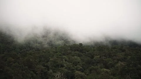 Cloudy rainforest timelapse Stock Footage 219566035
