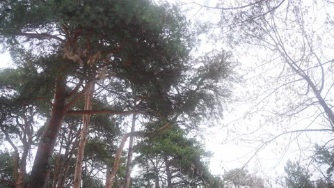 Cloudy skies hover above the forest, as trees sway gently in the breeze 库存影片 270485548