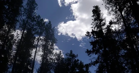 Cloudy skies over pine tree tops 4k 24fps Stock Footage 78886809