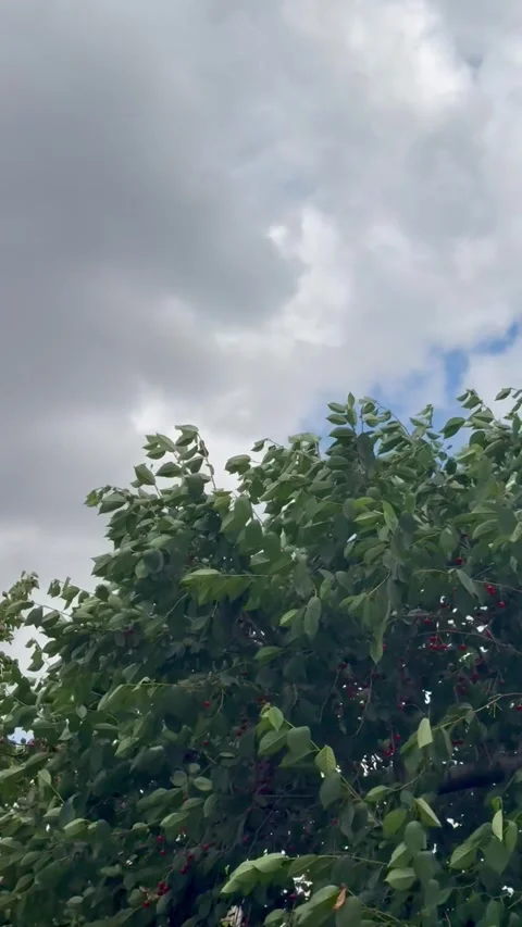 Cloudy Sky Above Cherry Tree Stock Footage 311372810