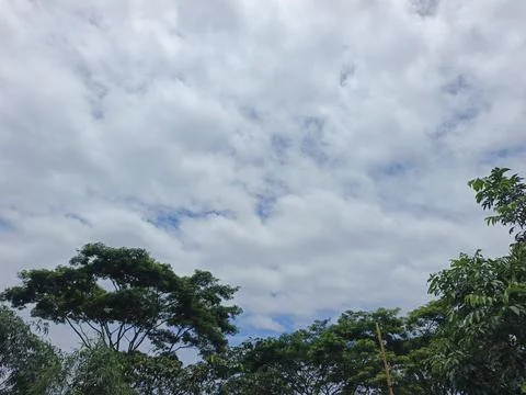 Cloudy Sky Above Forest Canopy Nature Landscape Sky Weather Environment For Stock Photos