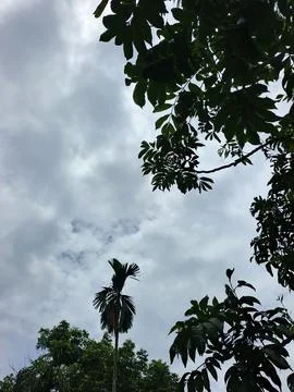 Cloudy Sky Above Forest Canopy Nature Landscape Sky Weather Environment For Stock-Fotos