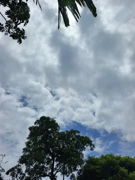 Cloudy Sky Above Forest Canopy Nature Landscape Sky Weather Environment For Stock Photos