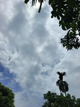 Cloudy Sky Above Forest Canopy Nature Landscape Sky Weather Environment For Stock-Fotos