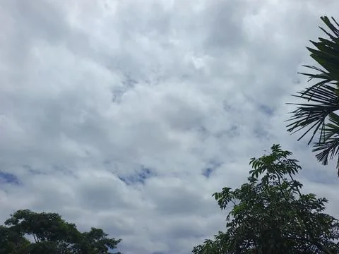 Cloudy Sky Above Forest Canopy Nature Landscape Sky Weather Environment For Stock Photos