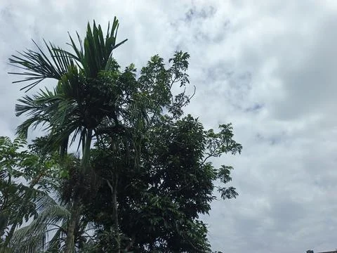 Cloudy Sky Above Forest Canopy Nature Landscape Sky Weather Environment For Foto stock