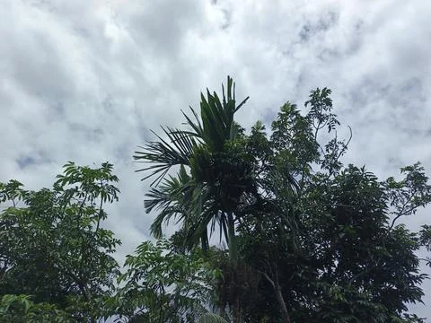 Cloudy Sky Above Forest Canopy Nature Landscape Sky Weather Environment For Foto stock