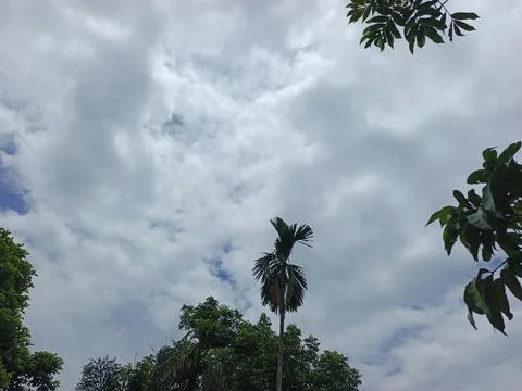Cloudy Sky Above Forest Canopy Nature Landscape Sky Weather Environment For Foto stock