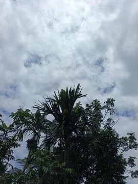 Cloudy Sky Above Forest Canopy Nature Landscape Sky Weather Environment For Stock Photos