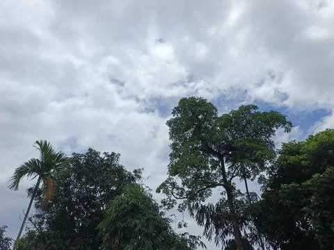 Cloudy Sky Above Forest Canopy Nature Landscape Sky Weather Environment For Foto stock