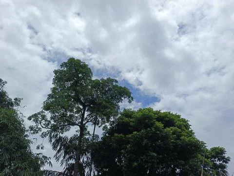 Cloudy Sky Above Forest Canopy Nature Landscape Sky Weather Environment For Stock Photos