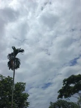 Cloudy Sky Above Forest Canopy Nature Landscape Sky Weather Environment For Stock Photos
