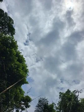 Cloudy Sky Above Forest Canopy Nature Landscape Sky Weather Environment For Stock Photos