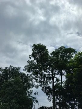 Cloudy Sky Above Forest Canopy Nature Landscape Sky Weather Environment For Stock Photos