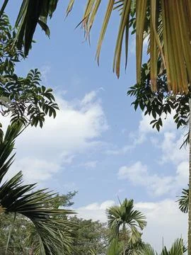 Cloudy sky above the green trees A cloudy sky above the green trees gfd (4) Stock Photos