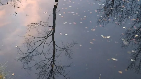 The cloudy sky and the bare autumn trees reflected in the water. Timelapse. Stock Footage 75069266