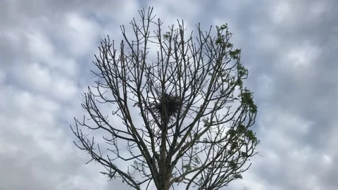 Cloudy sky and dried tree leaves Video stock 145898608