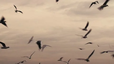 A cloudy sky and flying seagulls 스톡 동영상 165743483