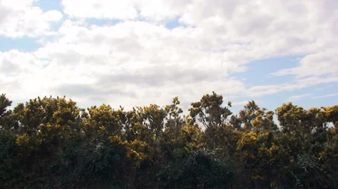 Cloudy sky and gorse shaken by the wind Stock Footage 33846245