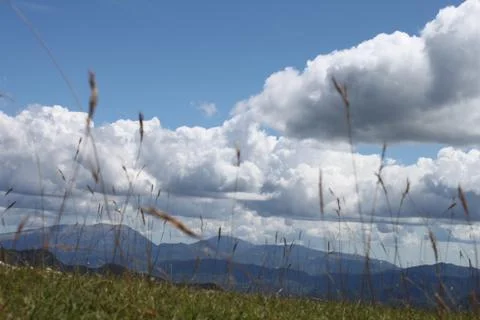 Cloudy sky and grass stems in the foreground Stock Photos