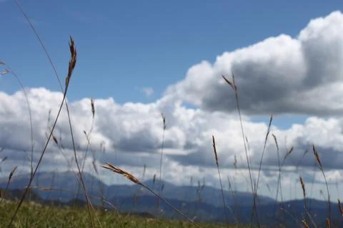 Cloudy sky and grass stems in the foreground 스톡 사진