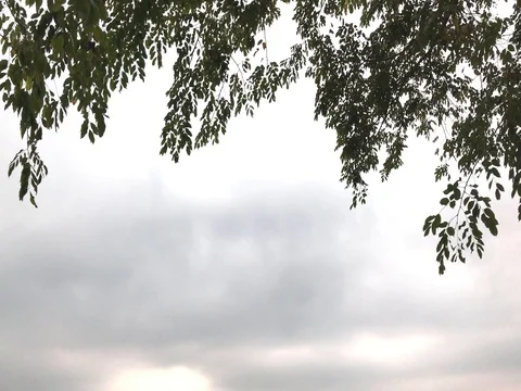 Cloudy sky and some leaves in the tree Video stock 75832830