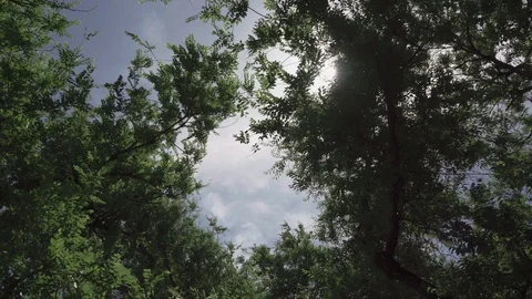 Cloudy sky and sun among green trees Stock Footage 109489041