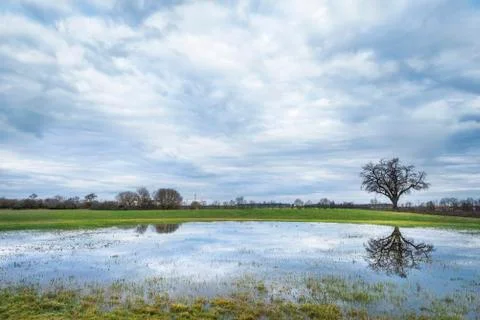 Cloudy sky and tree reflected in water Stock Photos