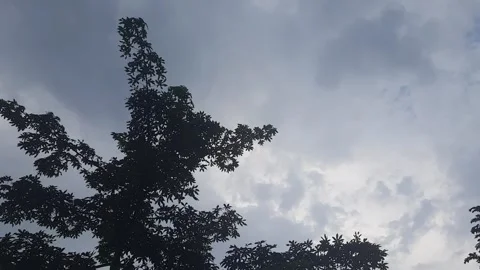 Cloudy sky and trees blowing in the wind Stock Footage 313674109