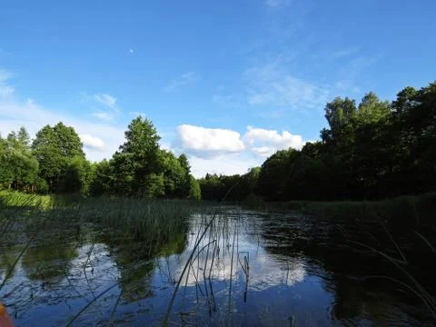 Cloudy Sky and Trees Forrest Reflection at Water Surface Foto stock