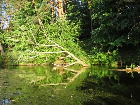 Cloudy Sky and Trees Forrest Reflection at Water Surface Stock Photos
