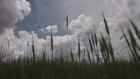 Cloudy Sky and Wheat Field Video stock 133056953