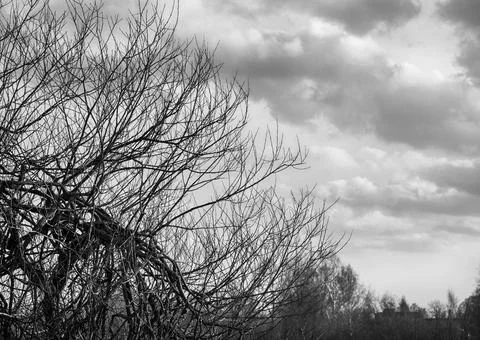 Cloudy sky behind leafless branches Stock Photos