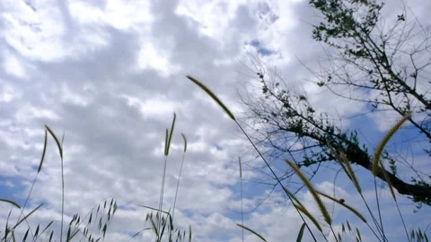 Cloudy sky behind the plants and flower Video stock 157004350