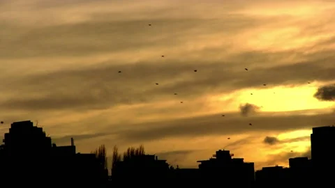 Cloudy sky with birds during sunset with city skyline Stock Footage 202110429