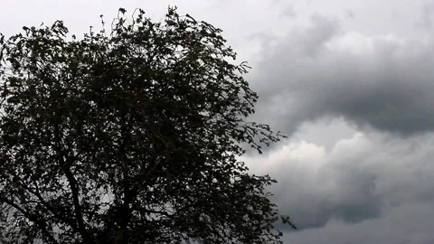 Cloudy sky on a cloudy day with trees in the foreground. Stock Footage 130727667