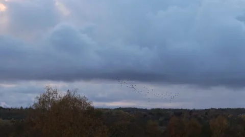 Cloudy sky, colourful autumn tree tops, flock of birds flying in the sky above. Stock Footage 250807851