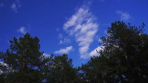 Cloudy sky in the forest (timelapse) Stock Footage 153896418