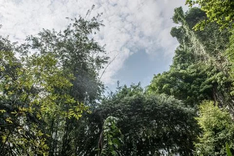 Cloudy sky framed by tropical bamboo canopy Stock Photos