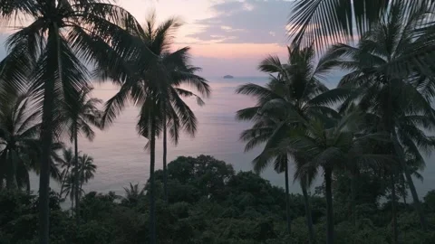 Cloudy sky frames tropical palms on seashore creating serene landscape Waves Stock Footage 264052490