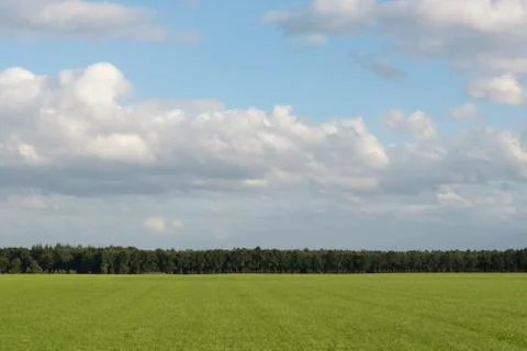 Cloudy sky with grass and forest edge. Stock Photos