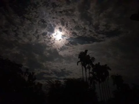 Cloudy sky in a midnight moonlight with trees silhouettes in nature Фото