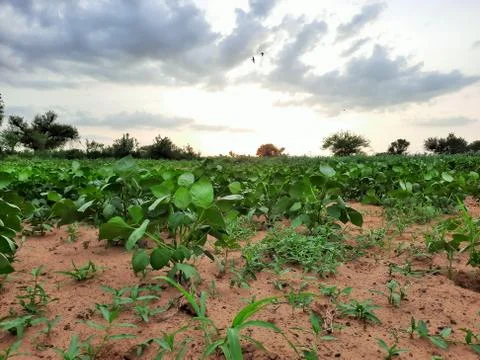 Cloudy sky in monsoon in fields of India Stock Photos