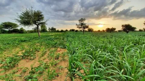 Cloudy sky in monsoon in fields of India Stock Photos