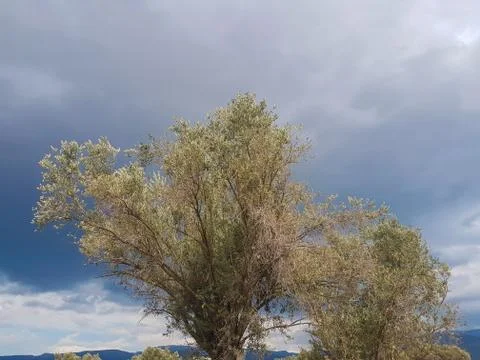 Cloudy sky with olive tree leaves on foreground Stock Photos