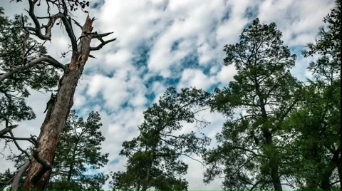 Cloudy Sky Over the Broken Tree. 4K, Time-Lapse. Panorama. Stock Footage 61368760