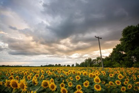 Cloudy sky over a field with beautiful yellow sunflowers in summer Stock Photos