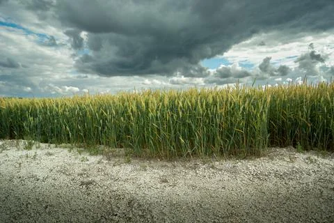 Cloudy sky over a field of wheat growing on dry ground Stock Photos