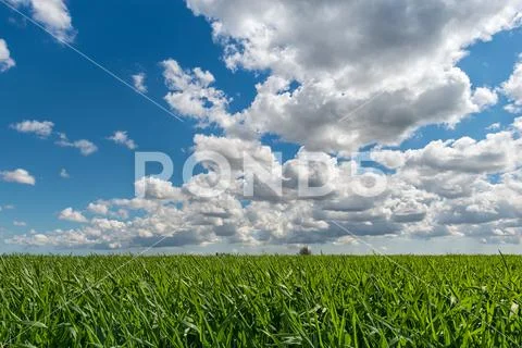Cloudy sky over grain field Stock Photos