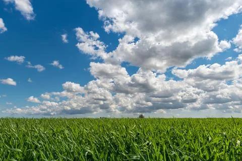 Cloudy sky over grain field Stock Photos